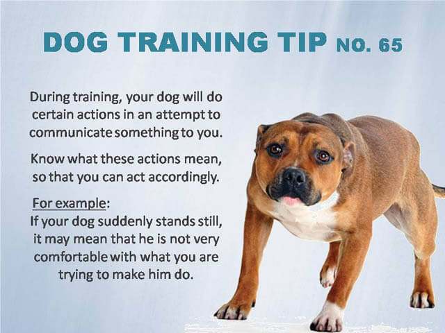 Dog Training Tips & Techniques