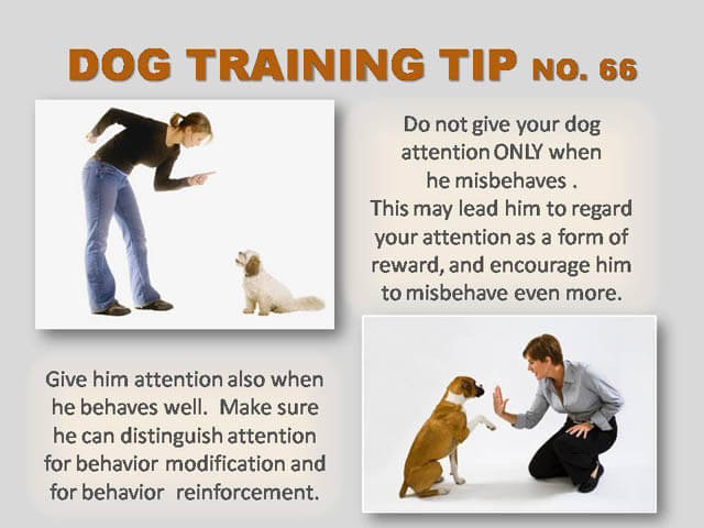 Dog Training Tips & Techniques