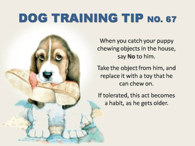 Dog Training Tips & Techniques