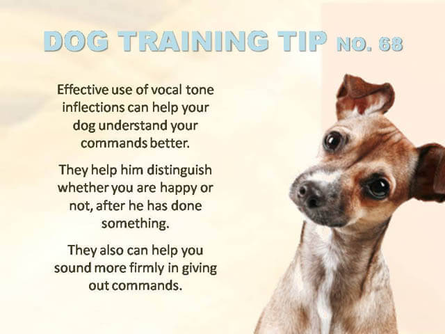 Dog Training Tips & Techniques