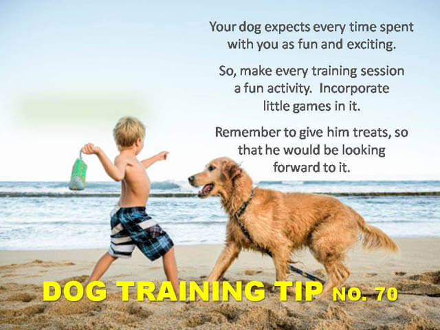 Dog Training Tips & Techniques