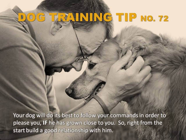 Dog Training Tips & Techniques