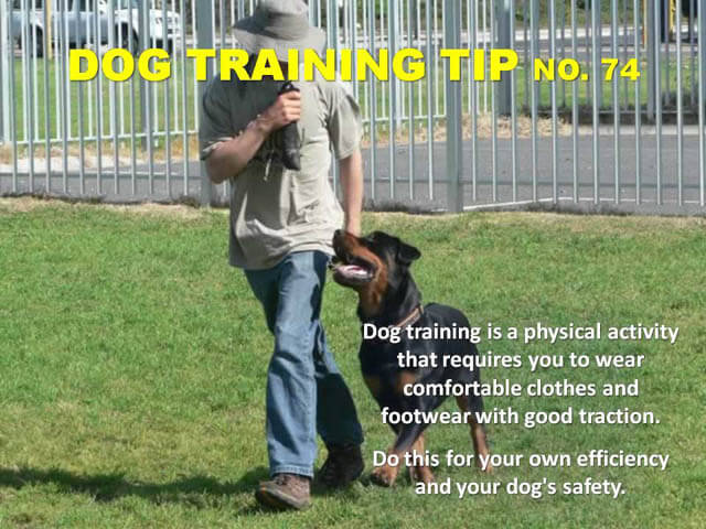 Dog Training Tips & Techniques