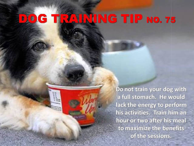 Dog Training Tips & Techniques