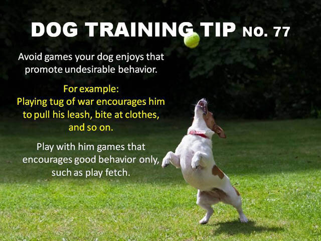 Dog Training Tips & Techniques