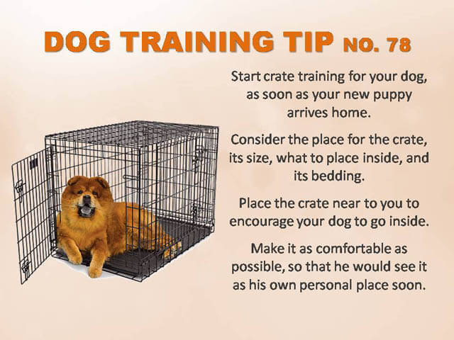 Dog Training Tips & Techniques