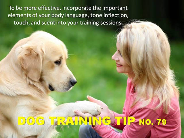 Dog Training Tips & Techniques