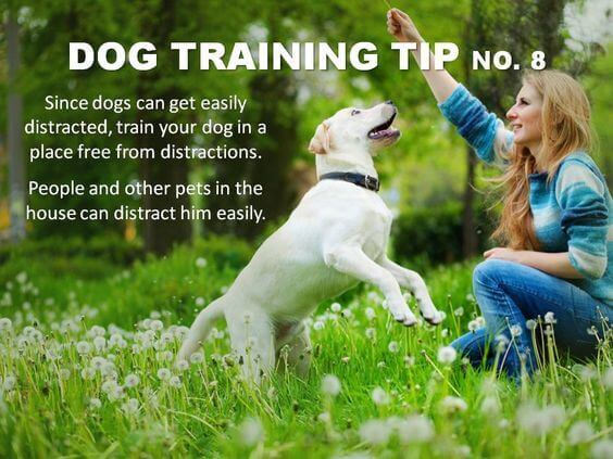 Dog Training Tips & Techniques