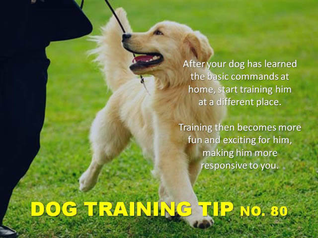 Dog Training Tips & Techniques