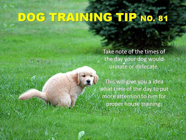 Dog Training Tips & Techniques