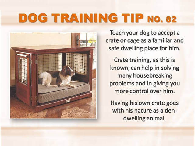 Dog Training Tips & Techniques