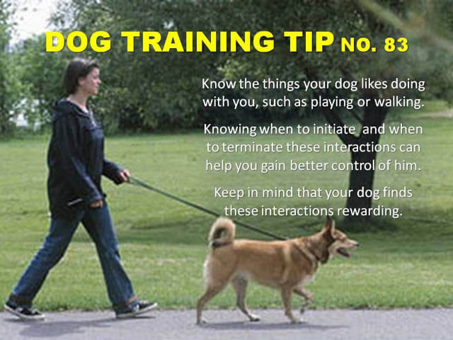 Dog Training Tips & Techniques