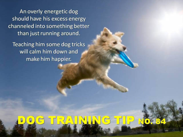 Dog Training Tips & Techniques