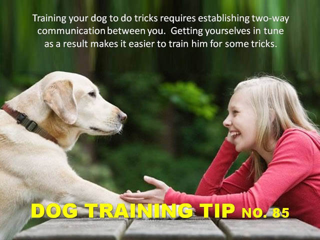 Dog Training Tips & Techniques