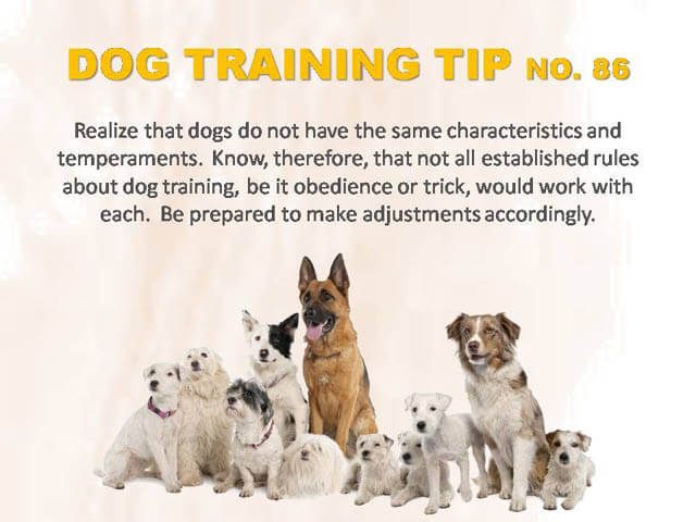 Dog Training Tips & Techniques