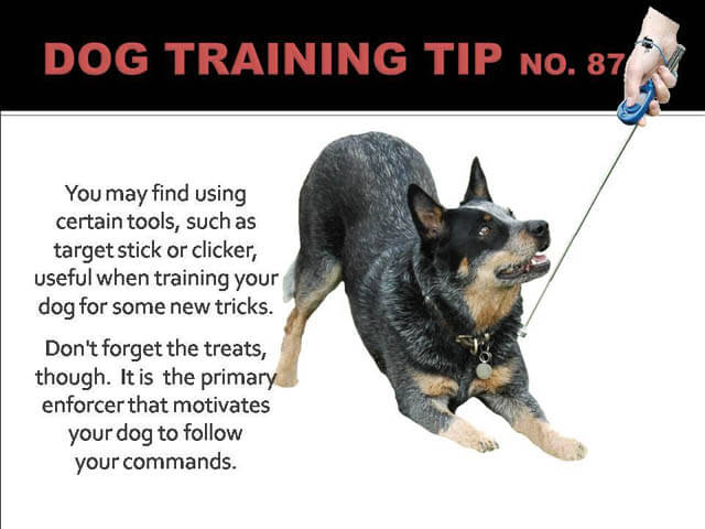 Dog Training Tips & Techniques