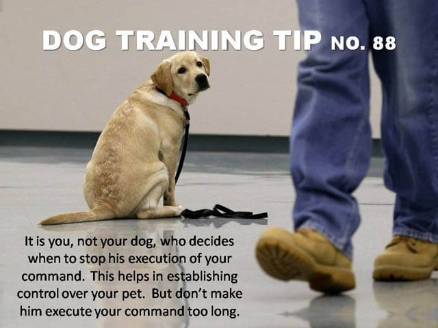 Dog Training Tips & Techniques