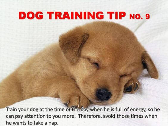 Dog Training Tips & Techniques