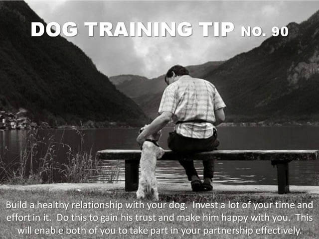 Dog Training Tips & Techniques