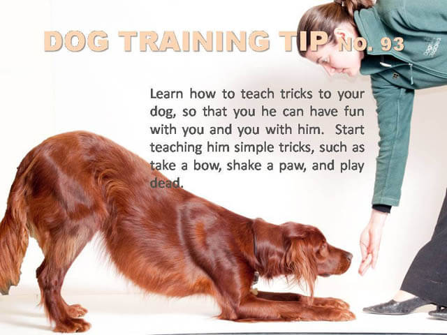 Dog Training Tips & Techniques