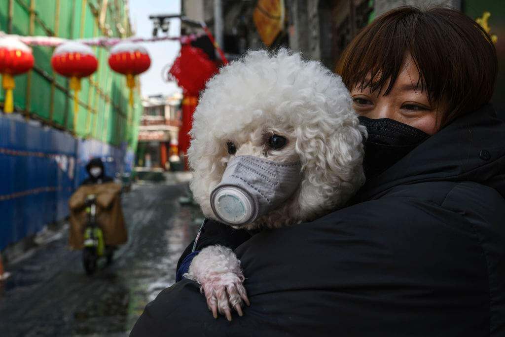 HONG-KONG DOGS and CORONAVIRUS COVID-19