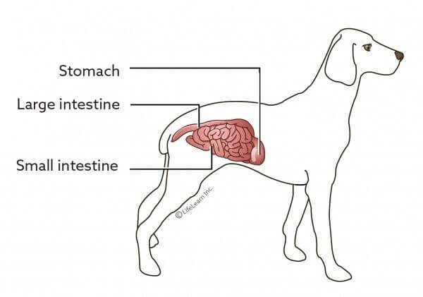 Coronavirus SARS-CoV-2 COVID-19 and Dogs Myths & Truths