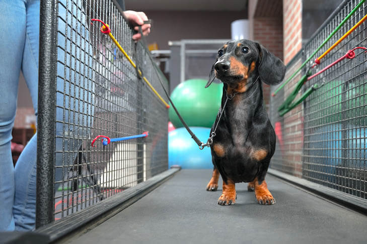 17 REASONS TO USE DOG TREADMILL - BENEFITS, ADVANTAGES & DISADVANTAGES