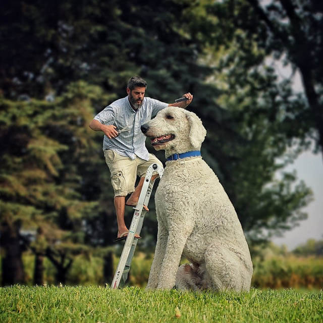 DOG PHOTO ART, DOG AND PUPPY ART PHOTOGRAPHY by CRHIS CLINE