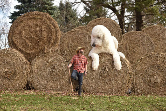 DOG PHOTO ART, DOG AND PUPPY ART PHOTOGRAPHY by CRHIS CLINE