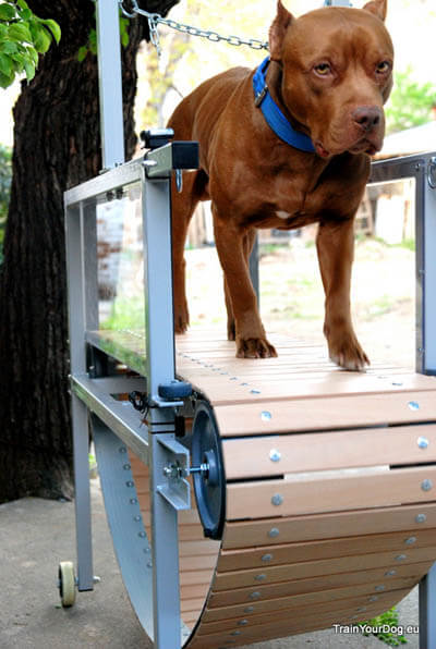 DOG TREADMILLS - TYPES