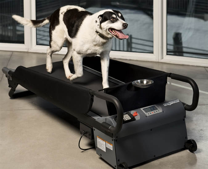 REASONS TO USE DOG TREADMILL