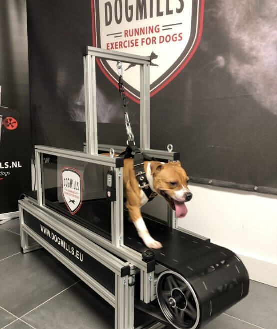 DOG TREADMILLS - TYPES