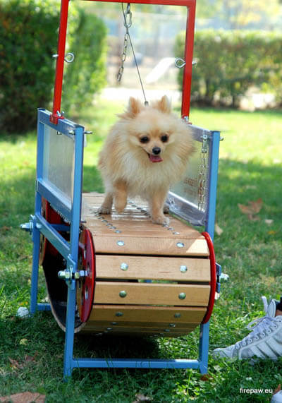 HOW TO TRAIN YOUR DOG TO USE TREADMILL