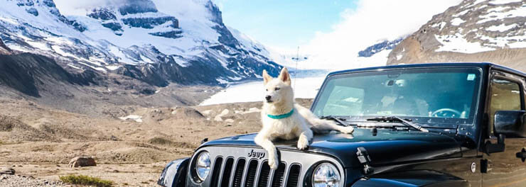 Dog-Friendly Road Trip Planner