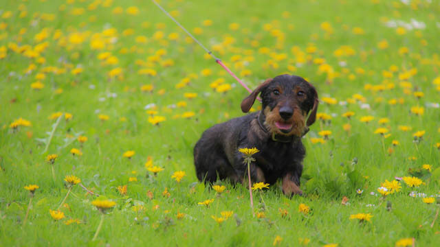 HOW TO WALK FEW DOGS