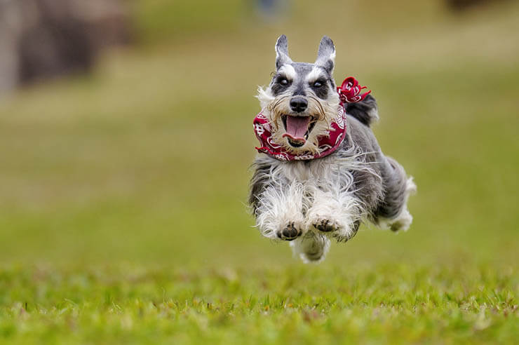 HOW TO WALK MANY or MULTIPLE DOGS AT ONCE