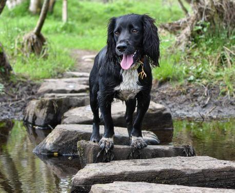 HOW TO SOCIALIZE YOUR DOG FOR A PARK?