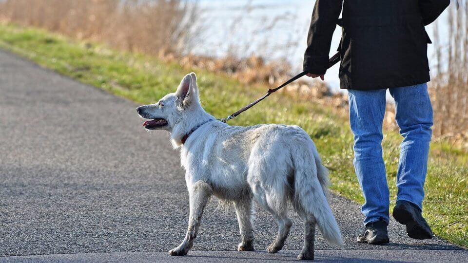 HOW TO WALK A DOG GUIDE