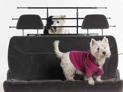 Best Dog Car Barriers, Harness, Belt