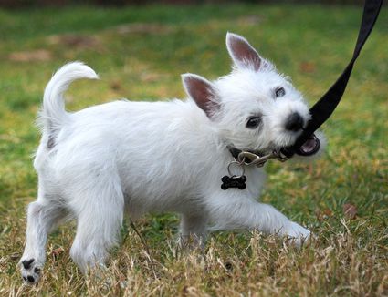 HOW TO TRAIN YOUR DOG NOT TO PULL THE LEASH?