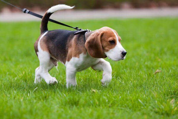 TRAIN YOUR DOG NOT TO PULL THE LEASH?