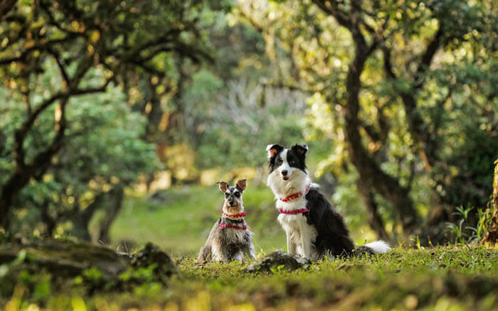 DOG WALKER