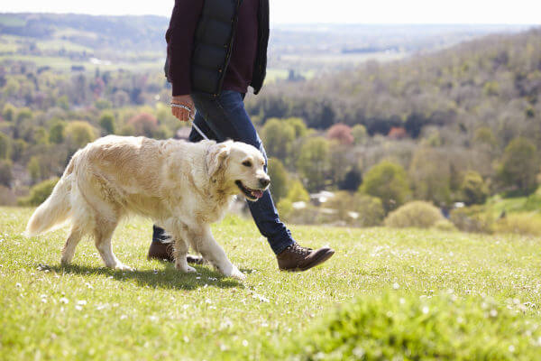 HOW TO WALK A DOG