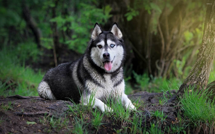 DOG WALKING vs BACKYARD