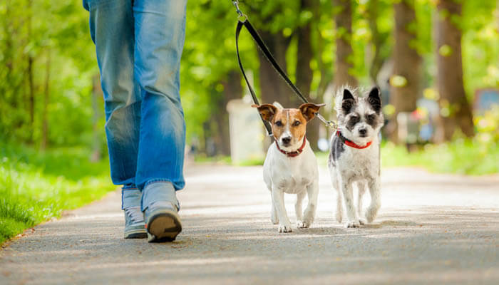 WALKING A FEW DOGS AT ONCE