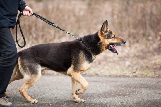 TRAIN YOUR DOG NOT TO PULL THE LEASH