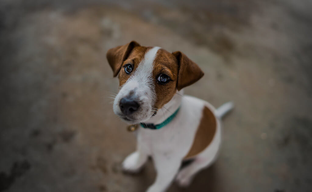 HOW TO SOCIALIZE SHY OR FEARFUL PUPPY