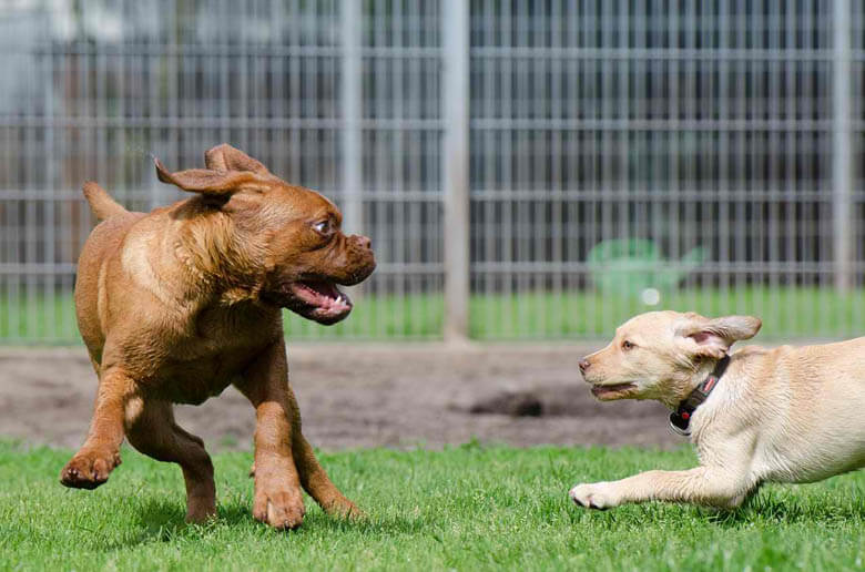 HOW TO SOCIALIZE A NERVOUS DOG - Tips to Help Fearful, Shy, Scared, and Abused Dogs