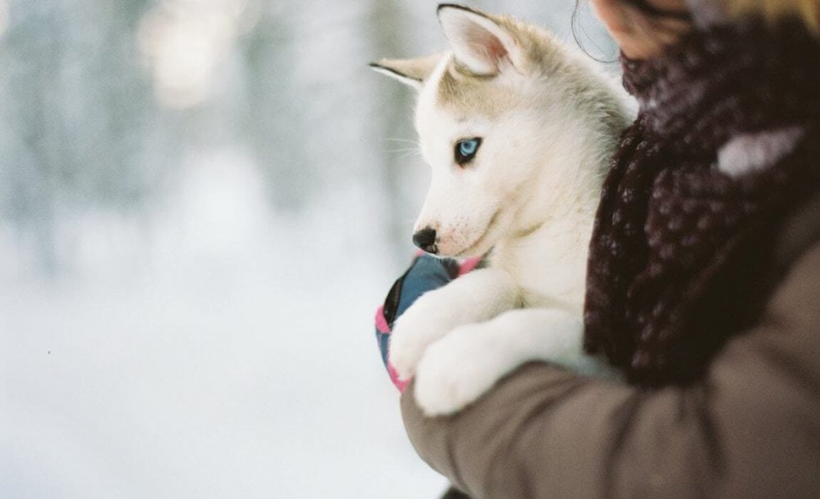 HOW TO SOCIALIZE YOUR DOG FOR A PARK?