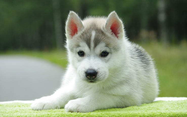 HOW TO SOCIALIZE AN ANXIOUS PUPPY